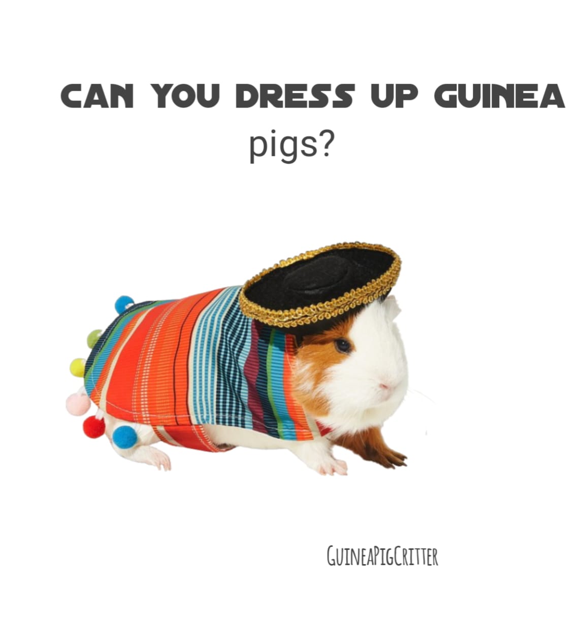can you dress up guinea pigs