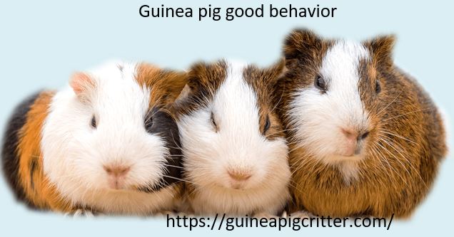 guinea pig good behavior