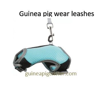 guinea pig wear leashes