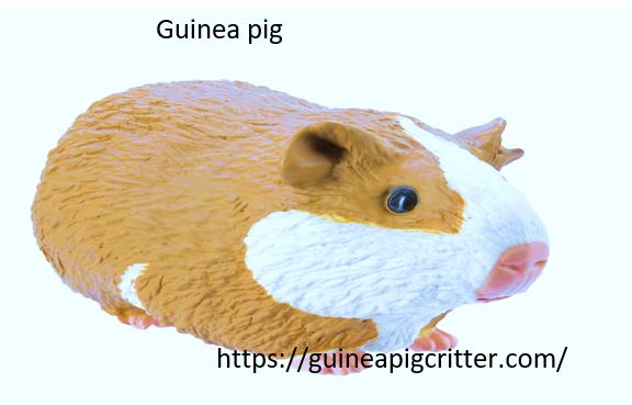 guinea pig wild