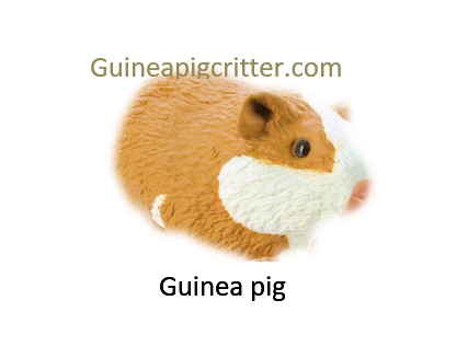 guinea pig