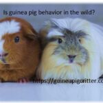 is guinea pig behavior in the wild