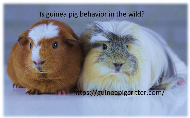 is guinea pig behavior in the wild