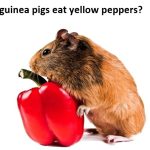 can guinea pigs eat yellow peppers