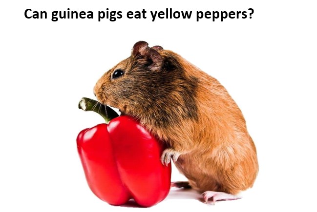 can guinea pigs eat yellow peppers