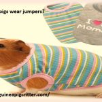 can guinea pig wear jumpers