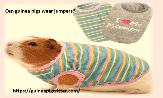can guinea pig wear jumpers