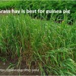 What food is best for guinea pigs