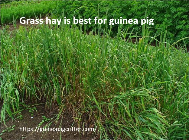 What food is best for guinea pigs