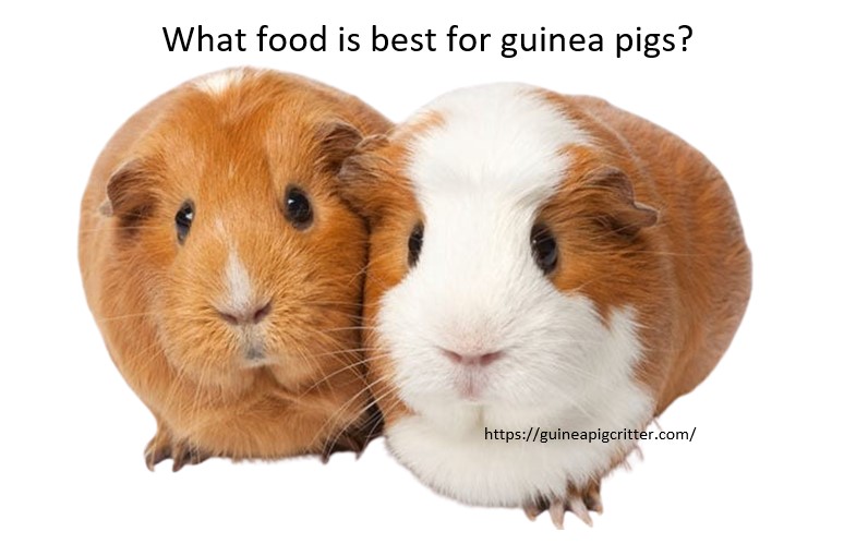 best for guinea pigs