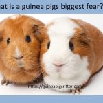 what is a guinea pigs biggest fear