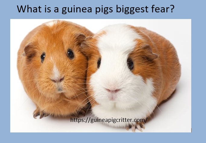 what is a guinea pigs biggest fear