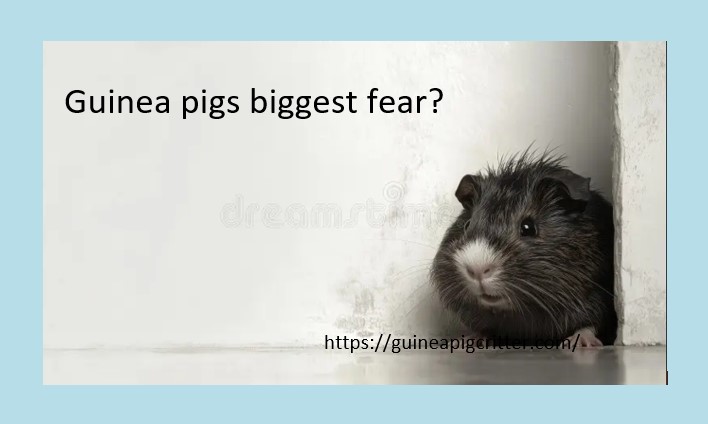 biggest fear of guinea pig