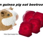 can guinea pig eat beetroot