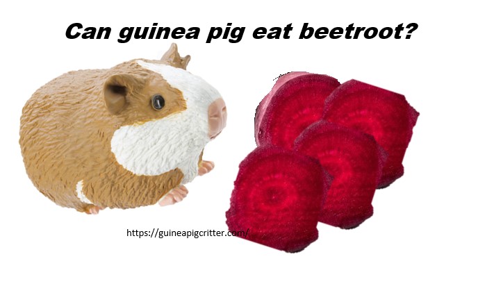 can guinea pig eat beetroot