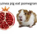 can guinea pig eat pomegranate