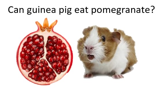 can guinea pig eat pomegranate
