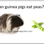 can guinea pig eat peas