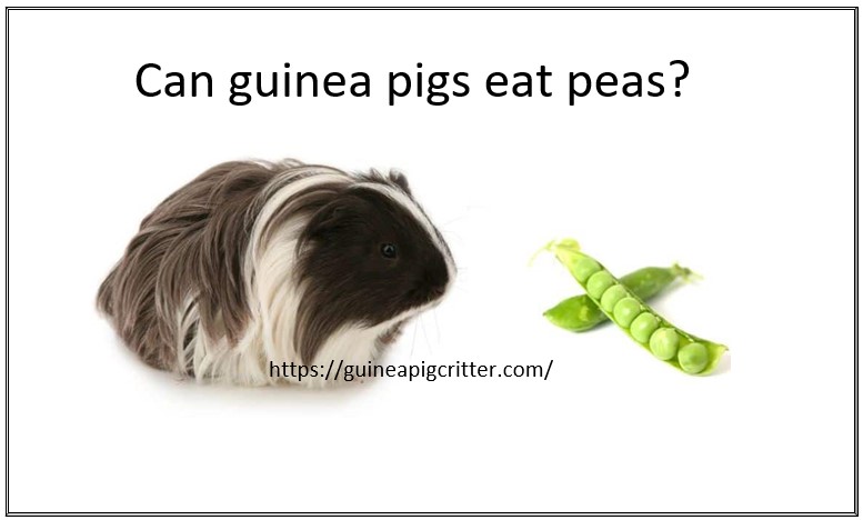 can guinea pig eat peas