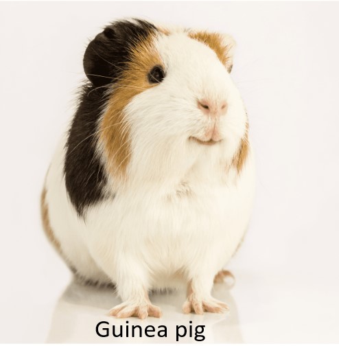 guinea pig