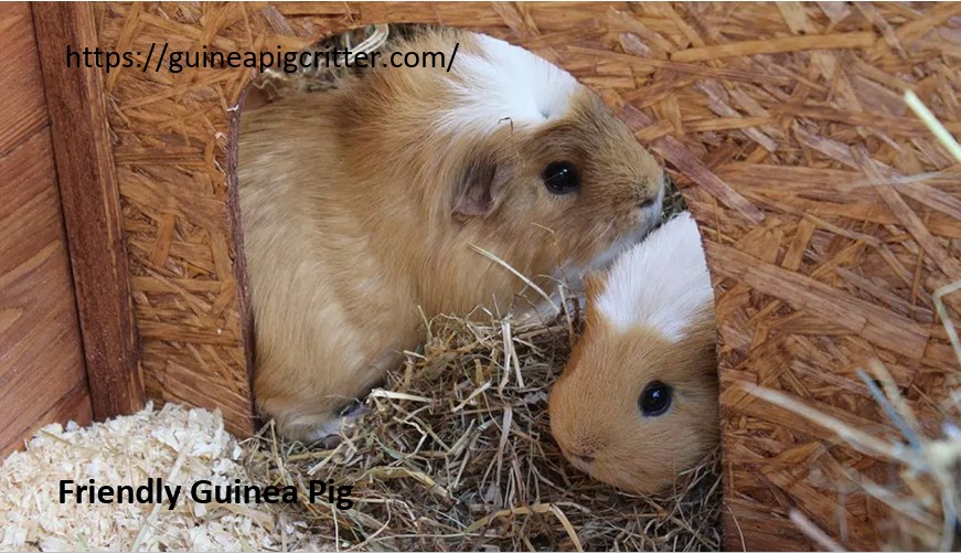 friendly pig