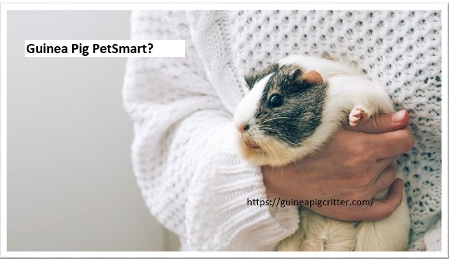 guinea pig smart