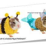 How much is a guinea pig at petSmart?