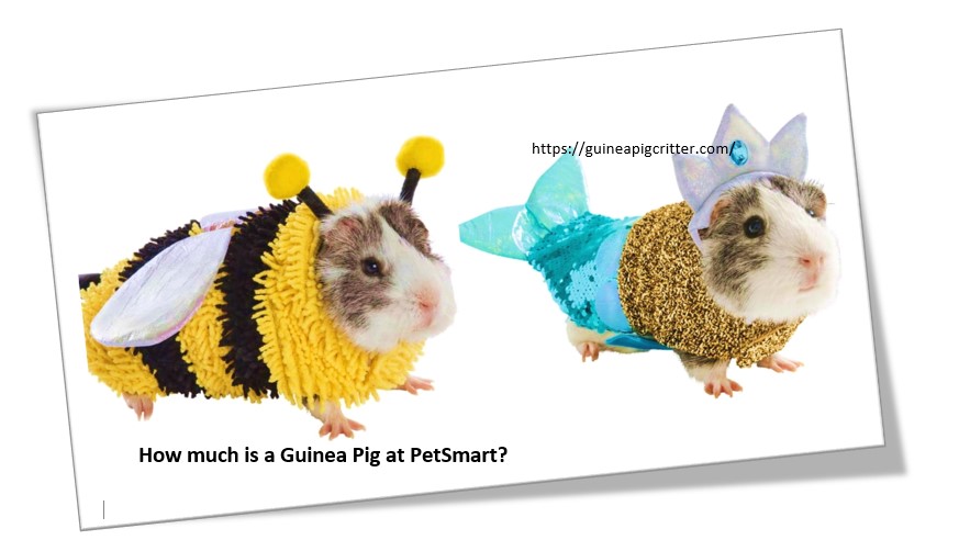 How much is a guinea pig at petSmart?