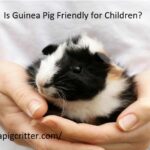 is guinea pig friendly for guinea pig