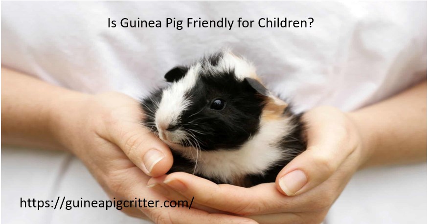 is guinea pig friendly for guinea pig