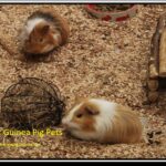 Where can i buy a guinea pig?