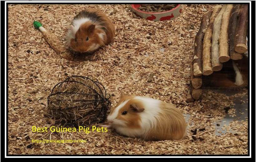 Where can i buy a guinea pig?