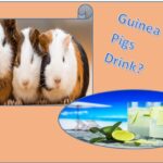 What Liquids Can Guinea Pigs Drink?