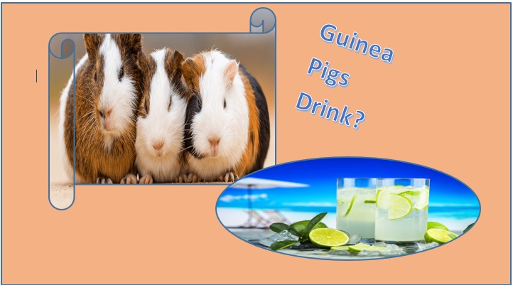 What Liquids Can Guinea Pigs Drink?