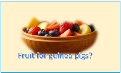 Fruit for guinea pig