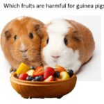 Which fruits are harmful for guinea pigs?