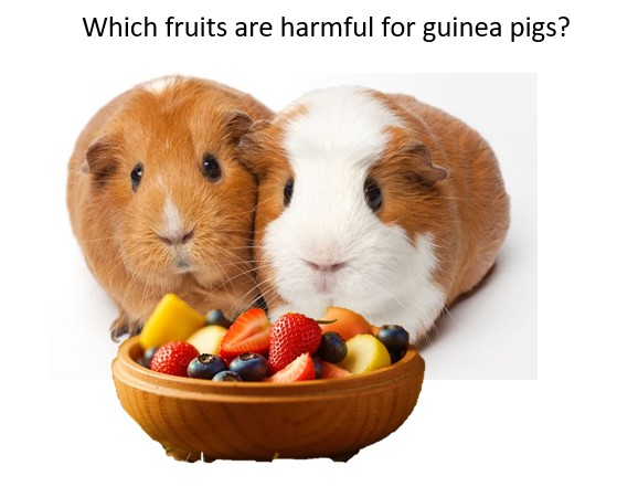 Which fruits are harmful for guinea pigs?