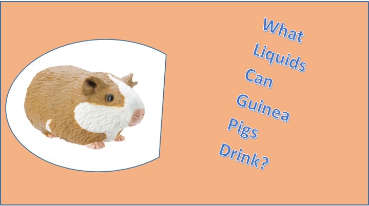 Drinking Guinea pig