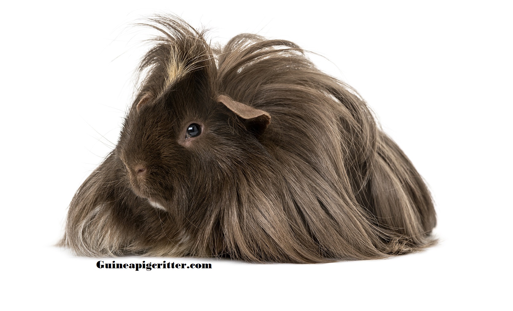 Guinea pig