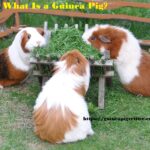 what is guinea pig