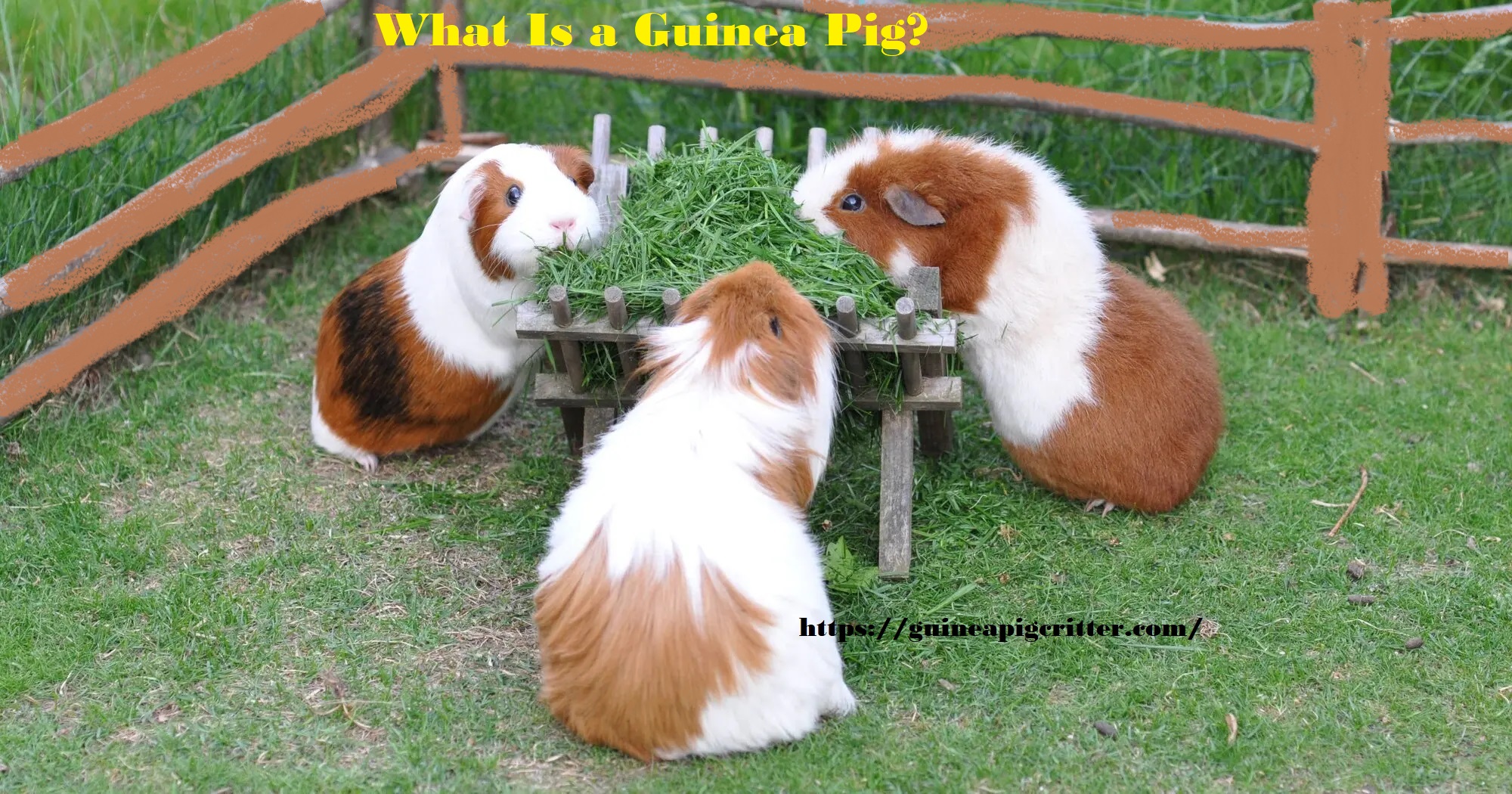 what is guinea pig