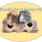 should i get guinea pig