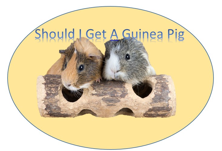 should i get guinea pig