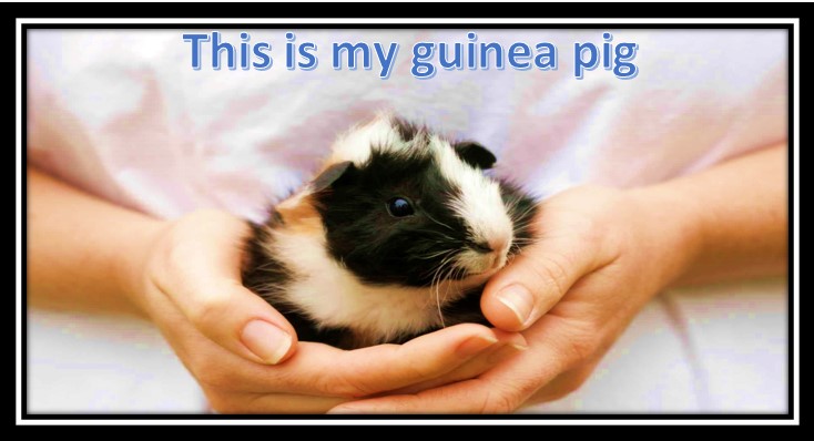 this is my guinea pig
