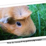 how do i know if my guinea pig is sick