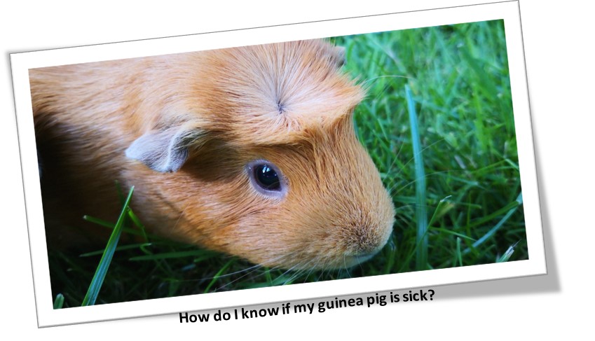 how do i know if my guinea pig is sick