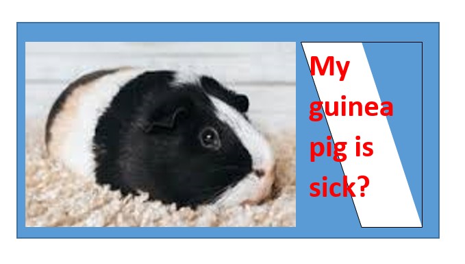 my guinea pig is sick